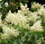 Ivory Silk Japanese Lilac Tree