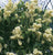 Primrose Yellow French Lilac