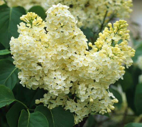 Primrose Yellow French Lilac ( syringa )