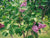 Sensation Lilac