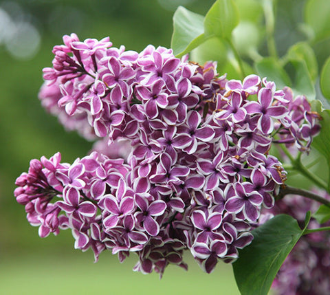 Sensation Lilac ( syringa )