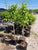 Ivory Silk Japanese Lilac Tree