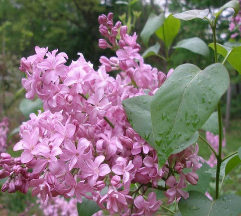 Edward J. Gardner Pink Lilac ( syringa )