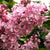Edward J. Gardner Pink Lilac ( syringa )