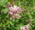 Edward J. Gardner Pink Lilac ( syringa )