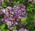 Palibin Korean Lilac ( syringa )