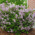 Palibin Korean Lilac ( syringa )