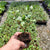 Starter Plant