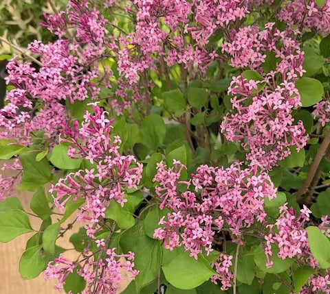 Red Pixie Lilac ( syringa )