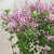 Red Pixie Lilac ( syringa )