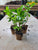 Starter Plant