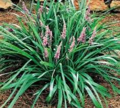 Big Blue Liriope ( Monkey grass )