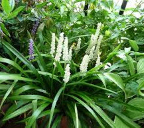 Monroe's White Liriope ( monkey grass )