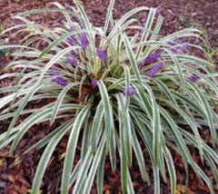 Silver Dragon Variegated Liriope ( aka lily turf, aka monkey grass )