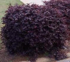 burgundy loropetalum ( Loropetalum chinensis ‘Burgundy’ ) plants

