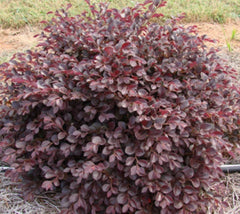 Crimson Fire Dwarf Loropetalum