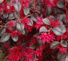 Ever Red® Fringe Flower Loropetalum Loropetalum chinense 'Chang Nian Hong'