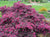 Plum Delight Loropetalum ( chinese fringe )