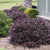 Plum Delight Loropetalum ( chinese fringe )