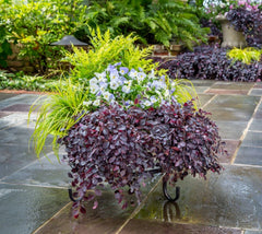 Purple Pixie® Weeping Loropetalum