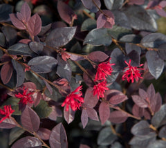 Red Diamond™ Compact Loropetalum