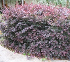 Ruby Loropetalum ( chinese fringe )