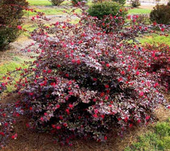 Sparkling Sangria™ Loropetalum