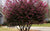 Loropetalum 'Zhuzhou' - Chinese Fringe