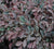 Loropetalum 'Zhuzhou' - Chinese Fringe