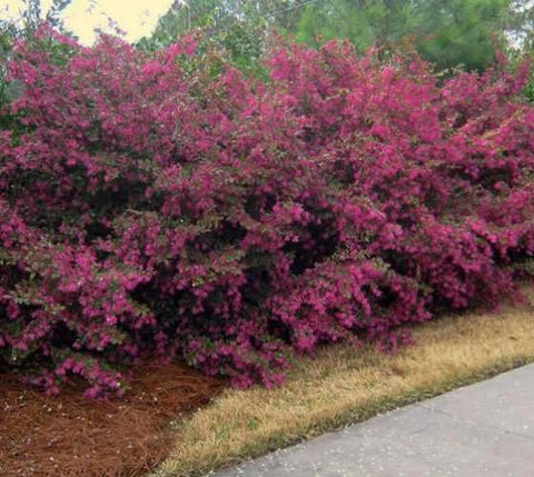 Zhuzhou Loropetalum ( chinese fringe )