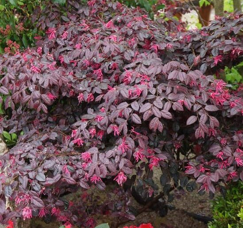 Carolina Midnight Loropetalum ( chinese fringe )