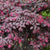 Carolina Midnight Loropetalum ( chinese fringe )