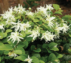 Emerald Snow® Semi-dwarf Loropetalum