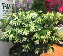 Jazz Hands® Dwarf White Loropetalum