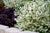 Jazz Hands® Dwarf White Loropetalum