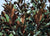 Brackens Brown Beauty Southern Magnolia