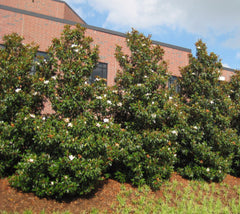 Brackens Brown Beauty Southern Magnolia