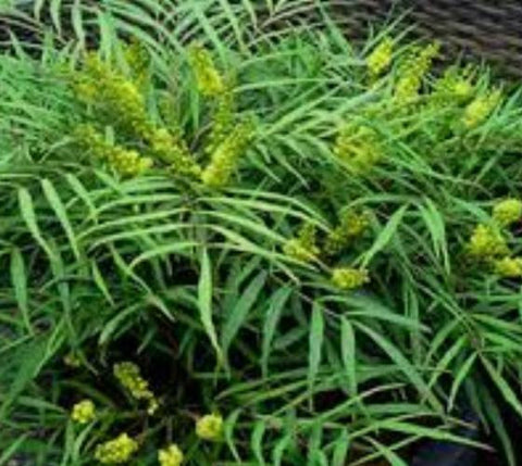 Soft Caress Mahonia