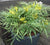Soft Caress Mahonia mahonia eurybracteata soft caress pp#20183