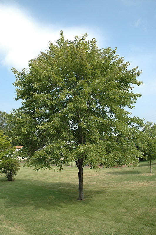October Glory Red Maple Tree | New Life Nursery