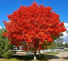 October Glory Red Maple Acer rubrum 'october glory'