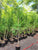 6-7 ft Tall, light branching