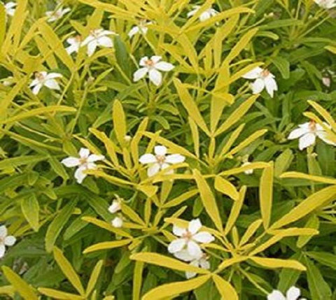Goldfingers Mexican Orange Blossom