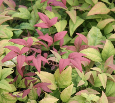 Blush Pink™ Nandina Heavenly Bamboo