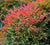 gulf stream nandina domestica heavenly bamboo plants