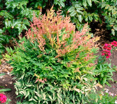 Gulf Stream Nandina Heavenly Bamboo