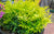 Lemon Lime Nandina Heavenly Bamboo