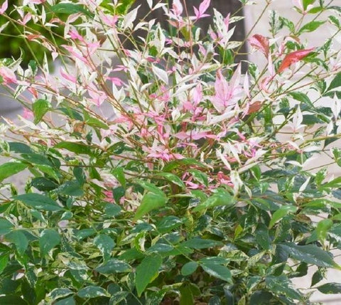 Twilight Nandina Heavenly Bamboo