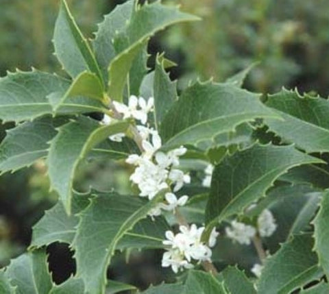 Fortunes Fragrant Tea Olive (osmanthus)