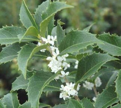 Fortune's Fragrant Tea Olive Osmanthus x fortunei